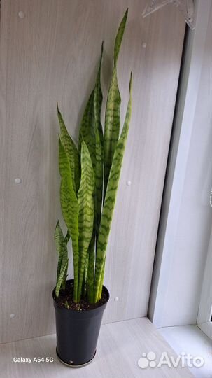 Сансевиерия зейланика