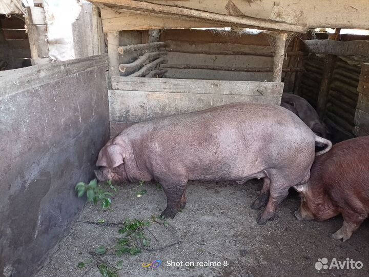 Поросята породы дюрок