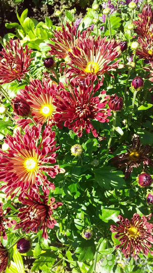 Хризантемы