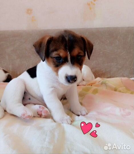 Джек Рассел терьер Щенки