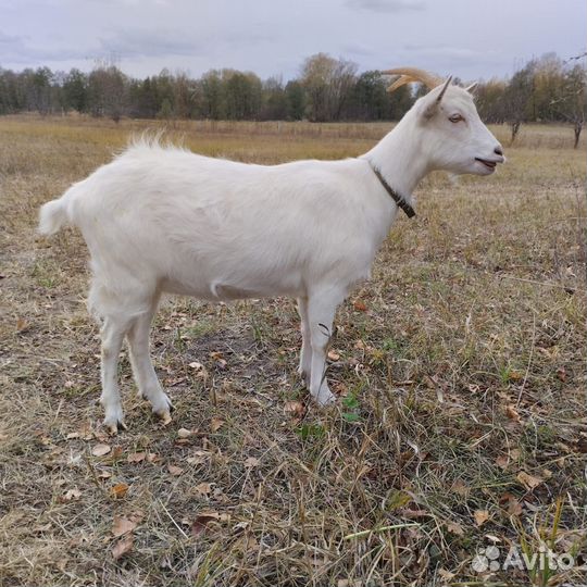 Продам козочку