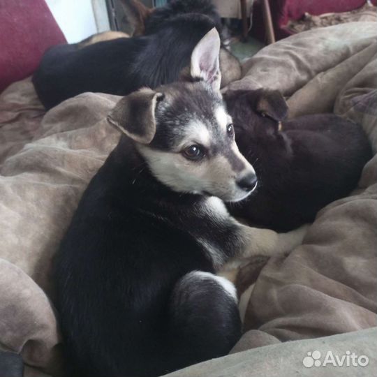 Щенки в добрые руки