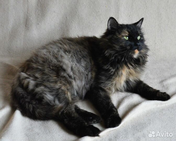 Прелестная Мишелька ищет дом