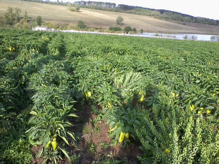 Участок 21,3 га (СНТ, ДНП)