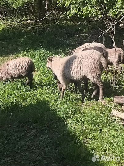 Ягнята овцы бараны