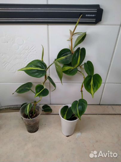 Фиалка, эпипремнум, филодендрон, фикусы