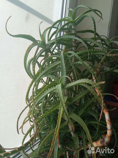 Алоэ лечебный