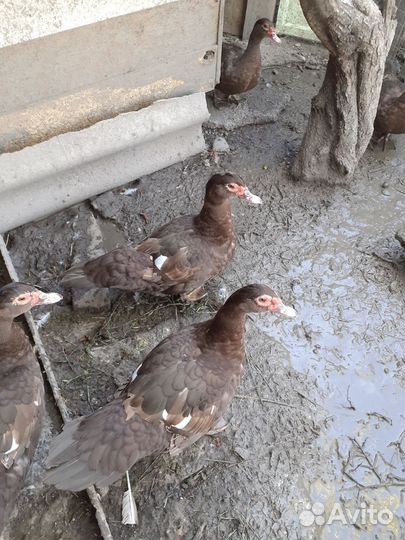 Селезень индоутки