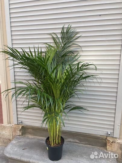 Пальма Арека