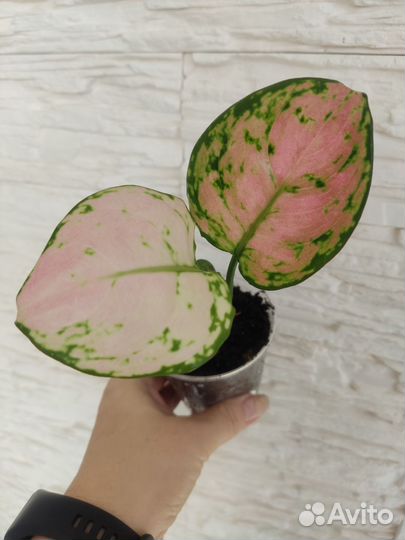 Аглаонемы, диффенбахия