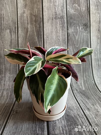 Строманта триколор