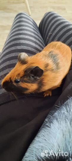 Продам морскую свинку (мальчик)