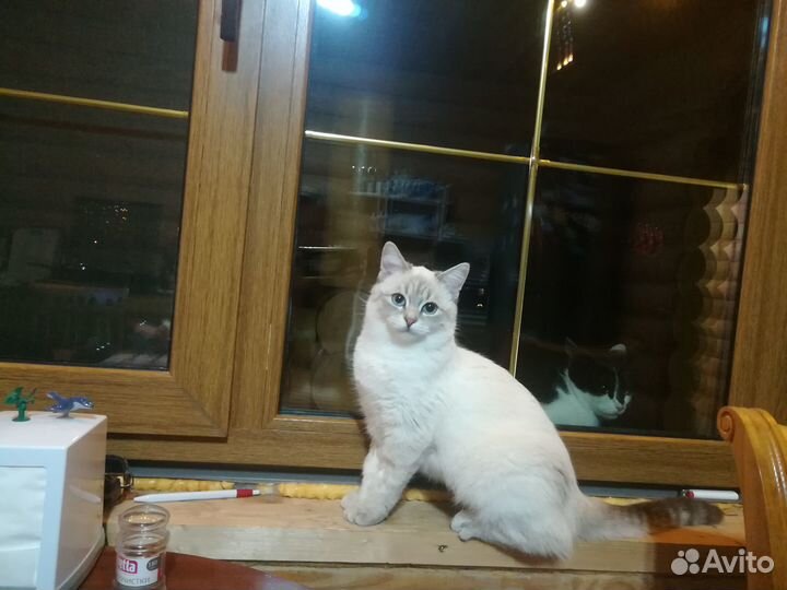 Отдам котят бесплатно в добрые руки