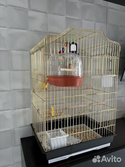 Попугай неразлучники с клеткой