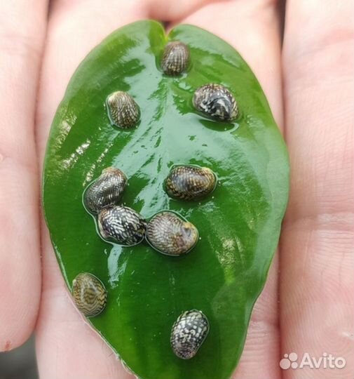 Мидия для аквариума