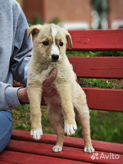 Щенок девочка в добрые руки
