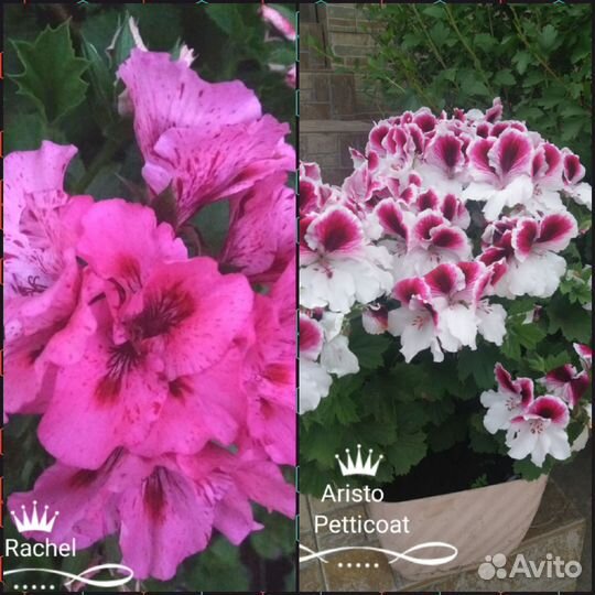 Королевские пеларгонии