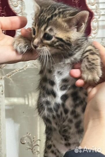 Бенгальские котенок