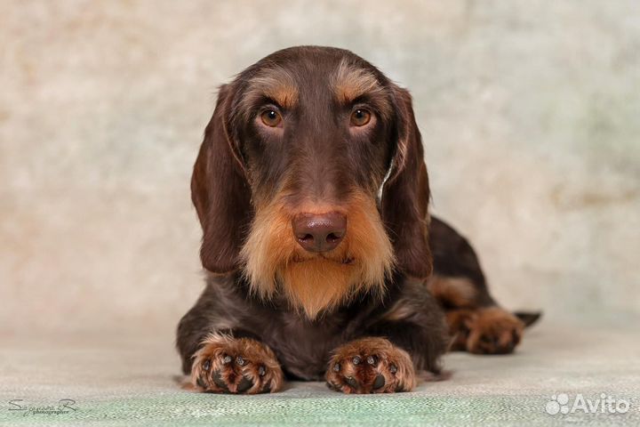 Щенки таксы стандартной жескошерстной