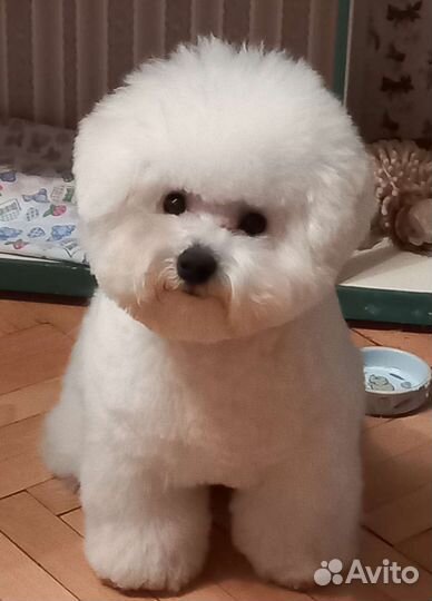 Бишон фризе вязка