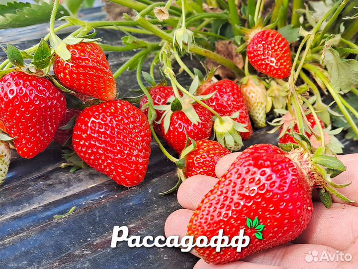 Рассада клубники. Опт от 64 шт