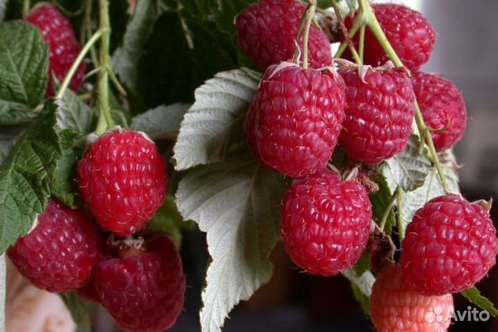 3 сорта малины: красная и жёлтая