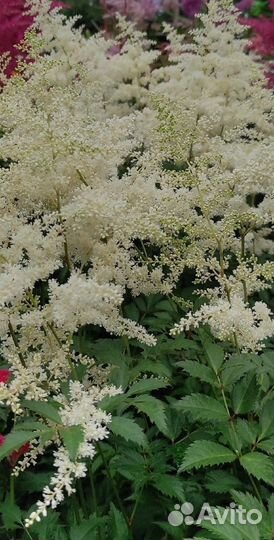 Астильба саженцы