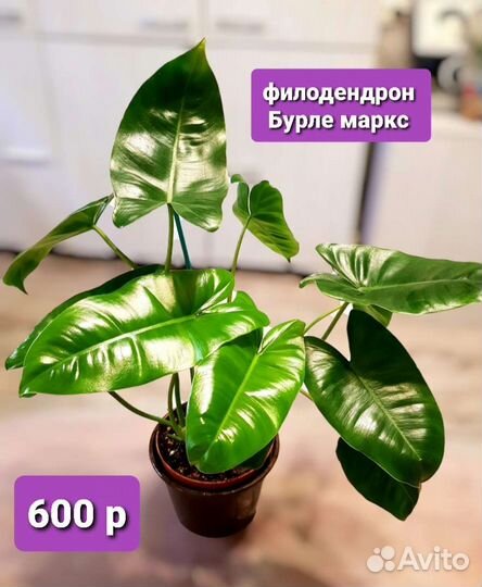 Комнатные растения