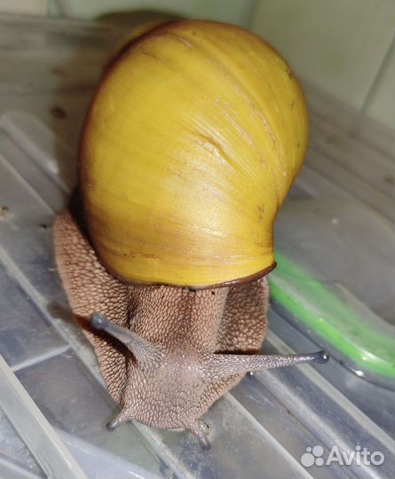 Гигантская Архахатина Иктерика Кросс Ривер