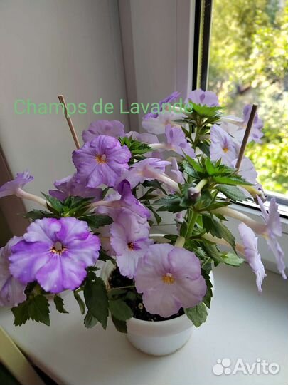 Ахименесы ризомы