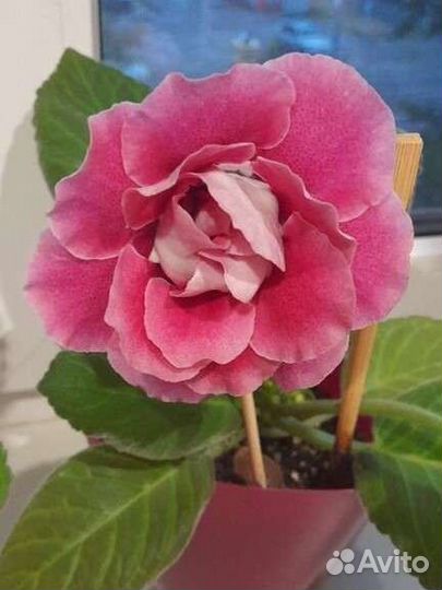 Глоксиния махровая лист на срез