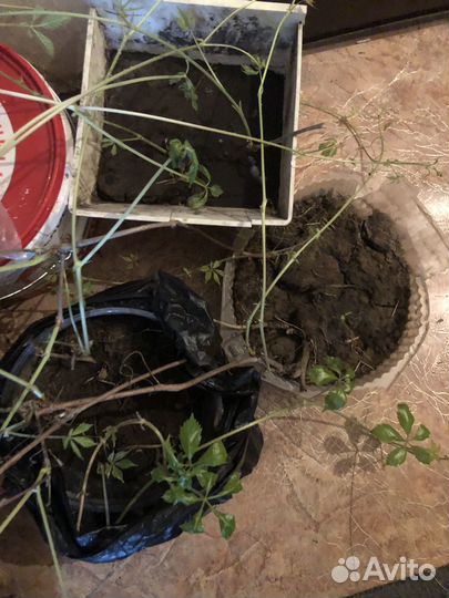 Дикий девичий