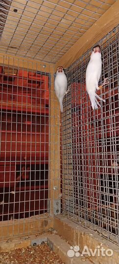 Волнистые, кореллы, неразлучники опт и розница