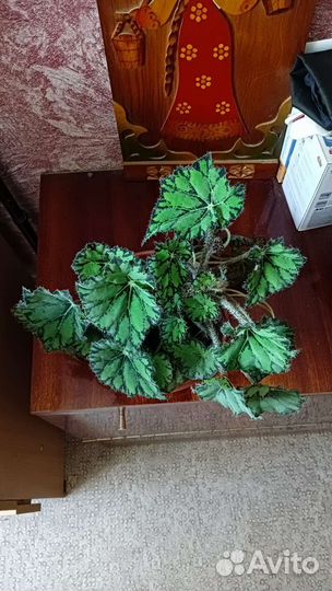 Бегония Бауэра тигровая 3 горшка