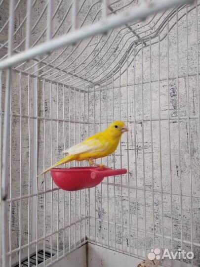 Кенара и канарейки