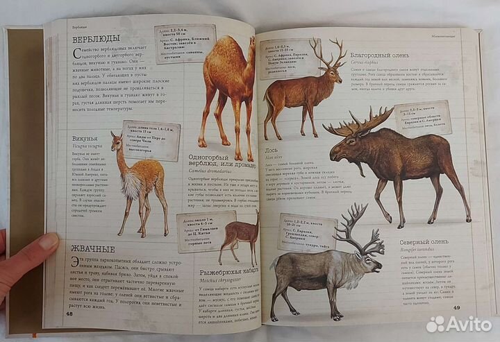 Детская энциклопедия Животные