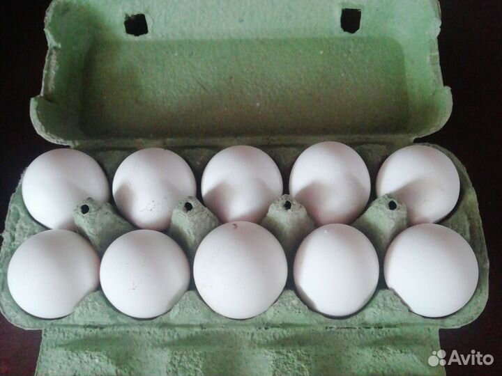 Инкубационное яйцо