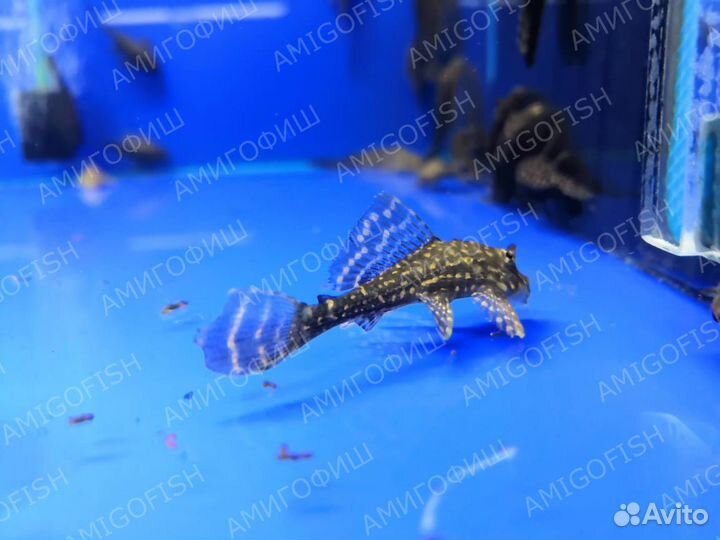 Сом Птеригоплихт парчовый (Pterygoplichthys Gibbi