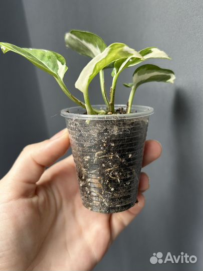 Эпипремнум энджой (N'joy)