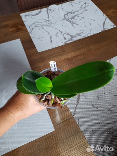 Фаленопсис Allura 'Veneto'