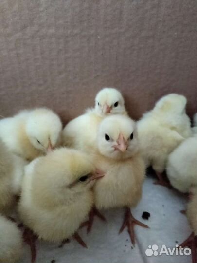 Продаём суточных цыплят бройлеров