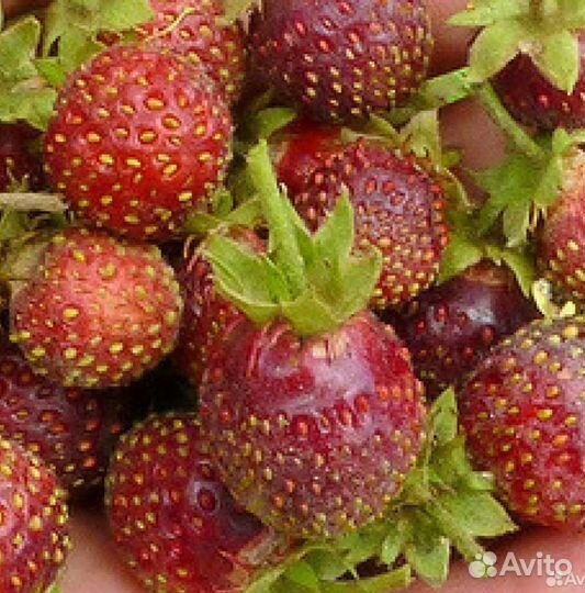 Земляника сахалинская,пенелопа и др сорта