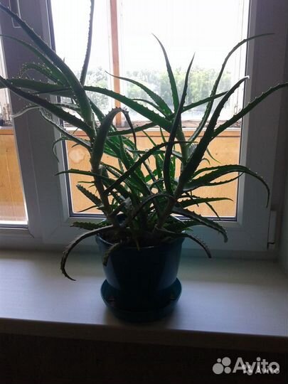 Алоэ Каланхоэ