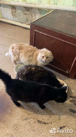 Отдам в самые лучшие руки