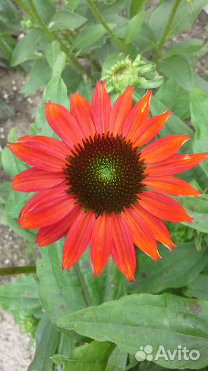 Саженцы эхинацеи