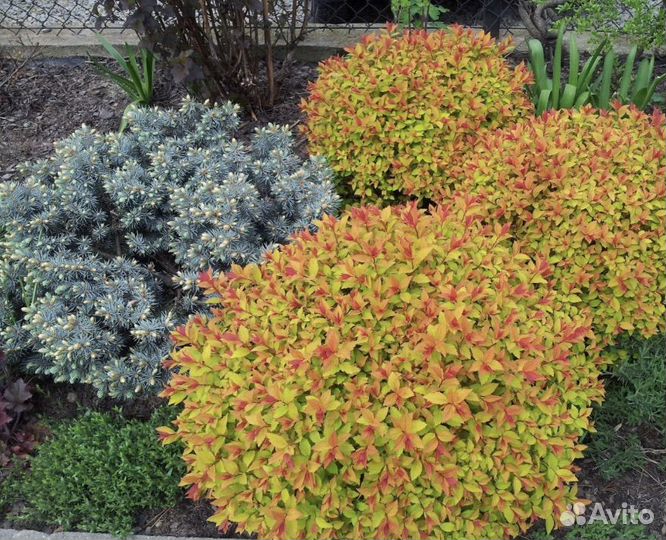 Спирея японская голдфлейм