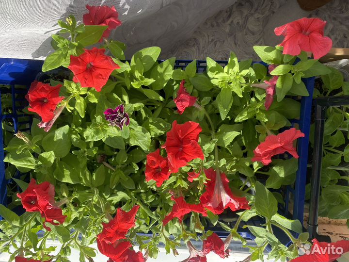 Рассада цветов, перцов, помидоров