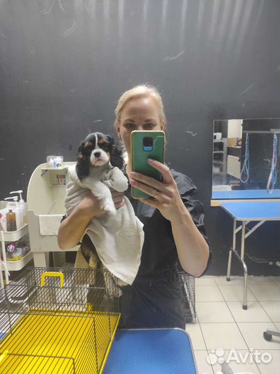 Ищу моделей на стрижку собак