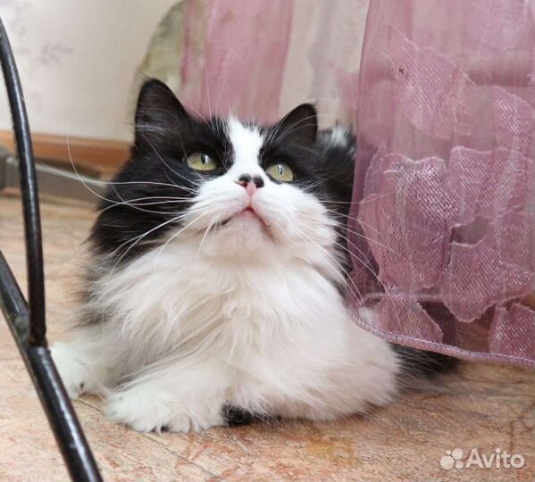 Красотка Сагри., 2 года