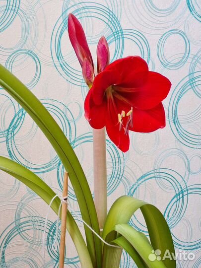 Гиппиаструм